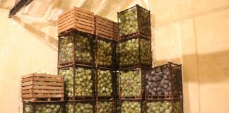 Fungicydowa ochrona kapusty, cz. 2