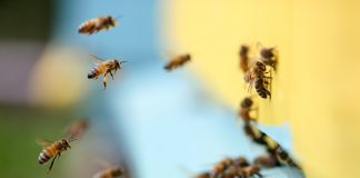 Wykonując zabiegi nie trujmy pszczół!