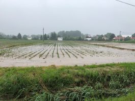 Ulewne deszcze niszczą podkrakowskie plantacje warzyw