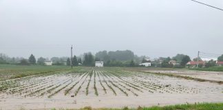 Ulewne deszcze niszczą podkrakowskie plantacje warzyw