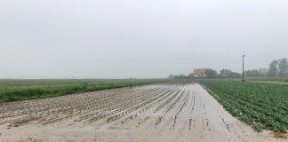 System ubezpieczeń rolnych wymaga reformy. Propozycje zmian