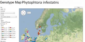 Phytophthora infestans – przybywa nowych szczepów i miejsc występowania sprawcy zarazy ziemniaka 