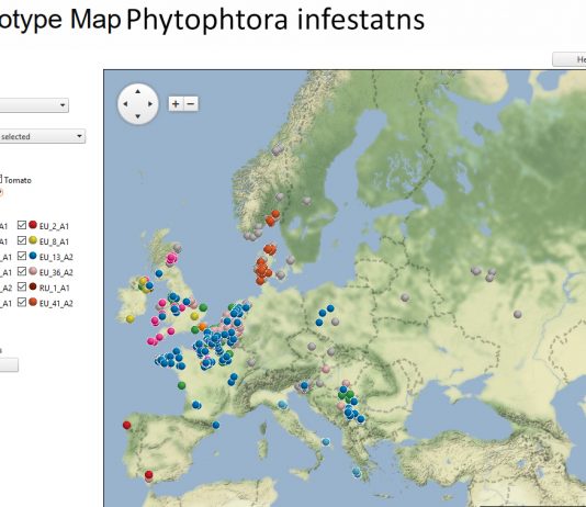 Phytophthora infestans – przybywa nowych szczepów i miejsc występowania sprawcy zarazy ziemniaka 