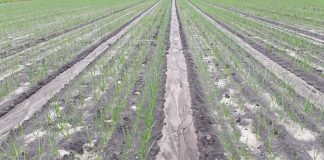 Ochrona warzyw w coraz trudniejszych warunkach