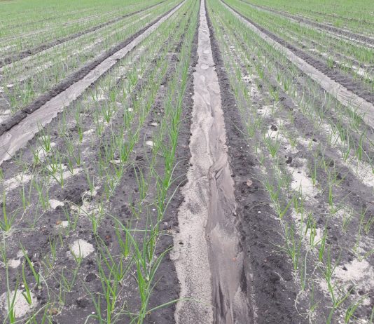 Ochrona warzyw w coraz trudniejszych warunkach