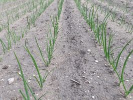 Zwalczanie chwastów w cebuli – aktualne zalecenia