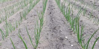 Zwalczanie chwastów w cebuli – aktualne zalecenia