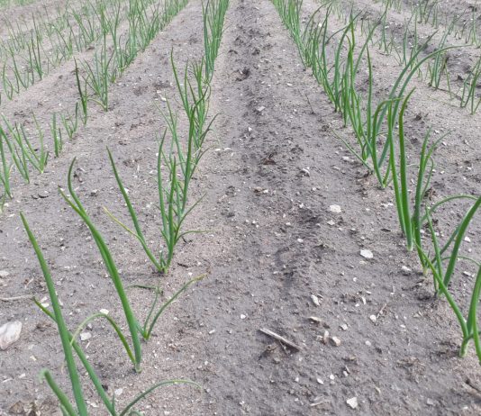 Zwalczanie chwastów w cebuli – aktualne zalecenia