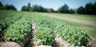 Ziemniaki odporne na zmiany klimatu