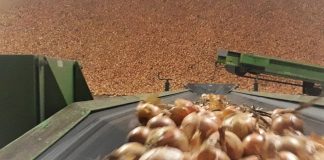 Cebula na przednówku – sezon goni sezon