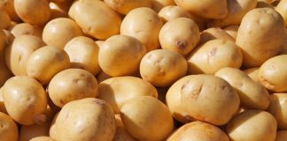 Jakie korzyści sektorowi ziemniaków mogą przynieść diody LED?