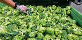 Ceny brokuła i kalafiora – stan aktualny i przewidywania