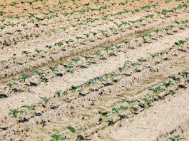 Chemiczny i biologiczny oręż do walki ze szkodnikami i chorobami