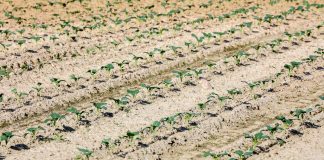 Chemiczny i biologiczny oręż do walki ze szkodnikami i chorobami