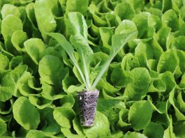 Lepsze wykorzystanie składników odżywczych  Lepsze wykorzystanie składników odżywczych