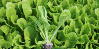 Lepsze wykorzystanie składników odżywczych Lepsze wykorzystanie składników odżywczych