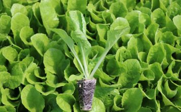 Lepsze wykorzystanie składników odżywczych Lepsze wykorzystanie składników odżywczych