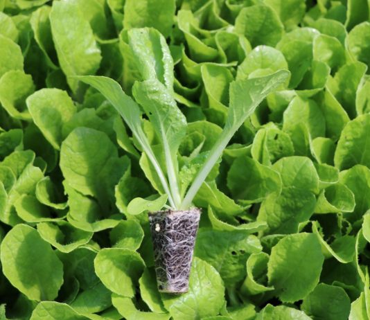 Lepsze wykorzystanie składników odżywczych Lepsze wykorzystanie składników odżywczych