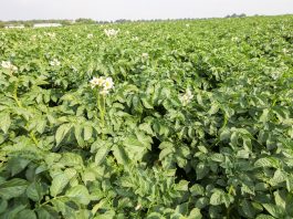 Nawożenie dolistne w uprawie ziemniaków. Czy jest potrzebne?