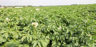 Nawożenie dolistne w uprawie ziemniaków. Czy jest potrzebne?