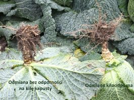 Ochrona kapusty i przeciwdziałanie kile kapusty