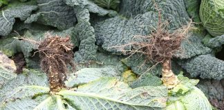 Ochrona kapusty i przeciwdziałanie kile kapusty