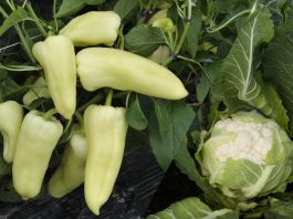 Papryka i kalafiory, które warto uprawiać. Sprawdzone odmiany