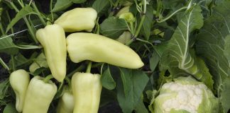 Papryka i kalafiory, które warto uprawiać. Sprawdzone odmiany