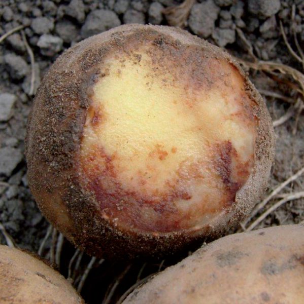 zaraza ziemniaka na bulwie