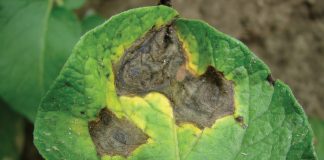 Wyzwania w ochronie fungicydowej ziemniaków Typowe objawy alternariozy na liściach ziemniaka