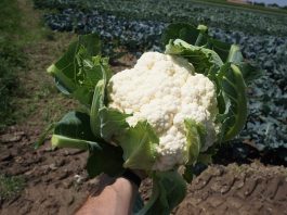 Nowa, bezokrywowa odmiana kalafiora o długo utrzymującym się białym kolorze