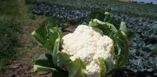 Nowa, bezokrywowa odmiana kalafiora o długo utrzymującym się białym kolorze