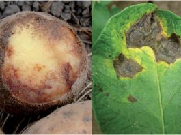 Zaraza i alternarioza ziemniaka – choroby dokuczliwe dla plantatorów ziemniaka