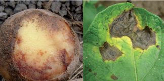 Zaraza i alternarioza ziemniaka – choroby dokuczliwe dla plantatorów ziemniaka