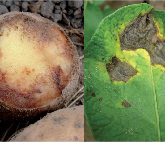 Zaraza i alternarioza ziemniaka – choroby dokuczliwe dla plantatorów ziemniaka