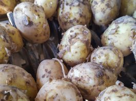 Zbiory ziemniaków w 2021 roku