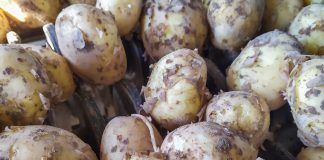 Wczesne ziemniaki 2019 – opłacalna produkcja