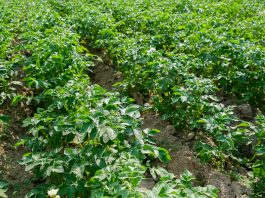 Zwalczanie chwastów w ziemniakach – przed wschodami