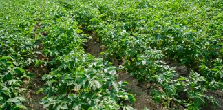 Zwalczanie chwastów w ziemniakach – przed wschodami