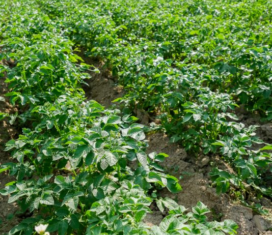 Zwalczanie chwastów w ziemniakach – przed wschodami