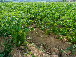 Mątwik ziemniaczany – polskie i angielskie rekomendacje dotyczące jego zwalczania mątwik ziemniaczany