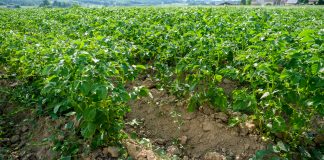 Ile zbierzemy ziemniaków w 2020 roku? mątwik ziemniaczany