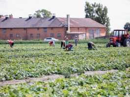 Zatrudnienie pracowników będzie kosztowne – rolnicy mają zapłacić za badania