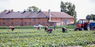 Zatrudnienie pracowników będzie kosztowne – rolnicy mają zapłacić za badania
