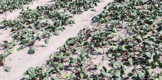 Susza 2019 – konsekwencje na rynku warzyw