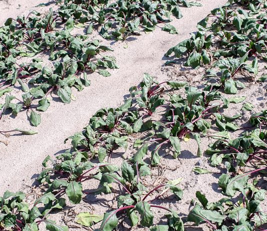 Susza 2019 – konsekwencje na rynku warzyw