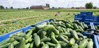 16 zbiorów ogórka gruntowego w 5 tygodni. FILM