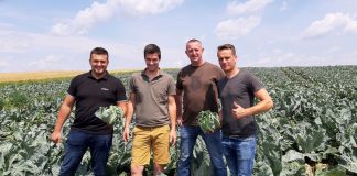 Kalafiory na trudne warunki uprawy