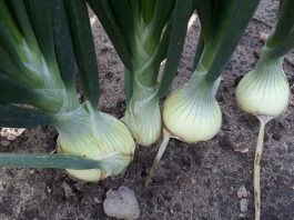 Trudny sezon dla producentów cebuli