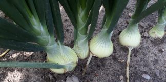 Trudny sezon dla producentów cebuli